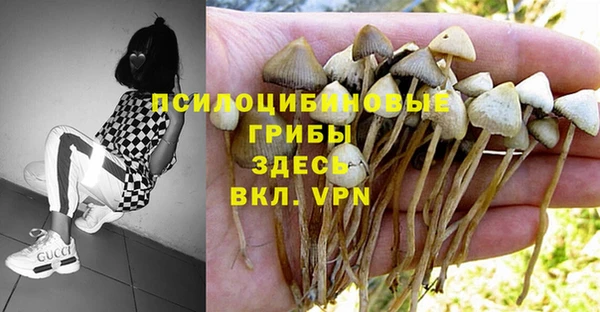 прущие грибы Балабаново