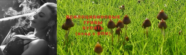 стаф Баксан
