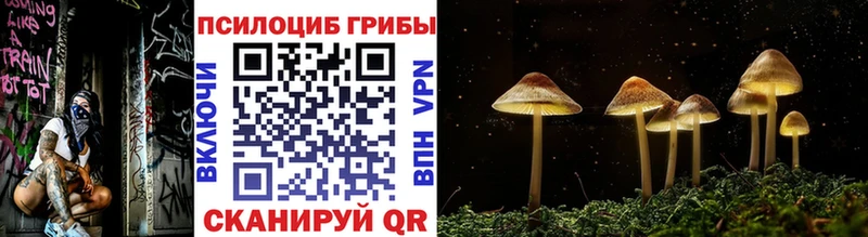 Галлюциногенные грибы Psilocybine cubensis  Пятигорск 